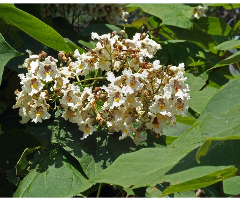 Western Catalpa